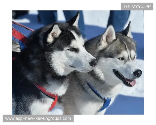 雪橇锦标：俄罗斯队稳居金牌榜，冲击纪录在望！，俄罗斯雪橇犬